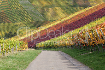 Weg im Weinberg mit Weintrauben im Herbst