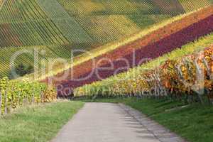Weg im Weinberg mit Weintrauben im Herbst