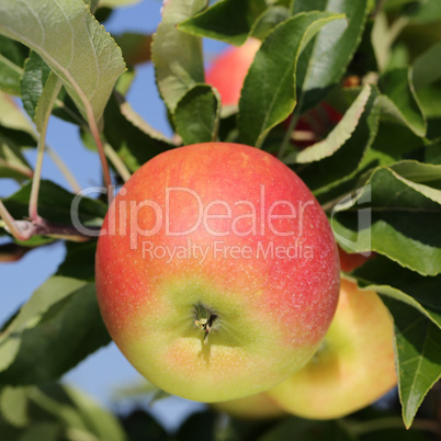 Apfel im Sommer auf einem Apfelbaum