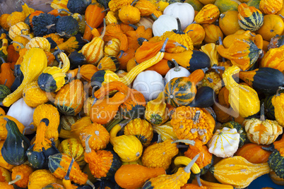 many colorful pumpkins