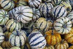 background made of colorful gourds