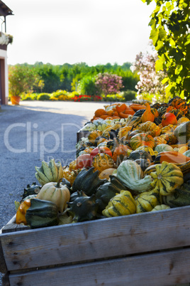 many different pumpkins in boxes