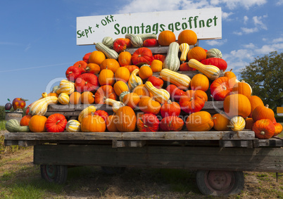 very many different colorful pumpkins on a tractor trailer