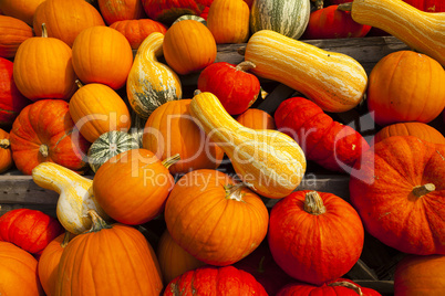 background of many pumpkins