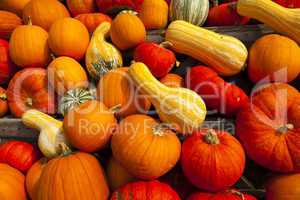 background of many pumpkins