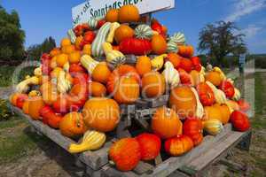 colorful pumpkins on a tractor trailer