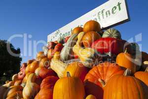 many pumpkins for sale