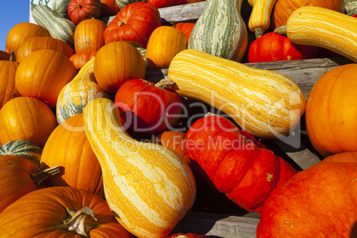 many different ornamental gourds