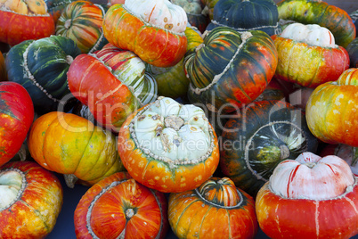 many different acorn squash