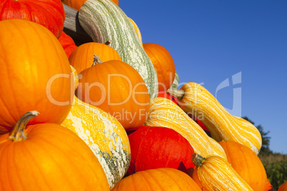 close up of many colorful various ornamental gourds