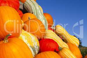close up of many colorful various ornamental gourds
