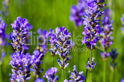 lavender flowers