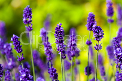 close-up of lavender flowers in a field