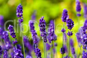 close-up of lavender flowers in a field