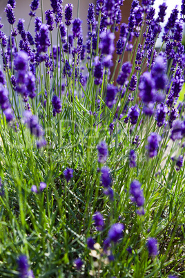 lavender plant in summer