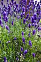 lavender plant in summer