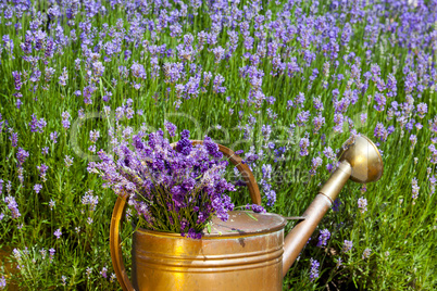 copper watering can with lavender