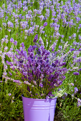 metal bucket with lavender