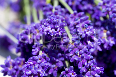 macro shot of lavender flowers