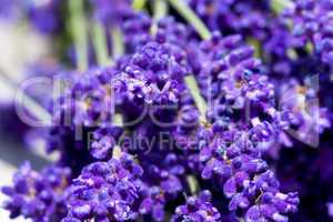 macro shot of lavender flowers