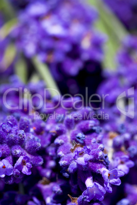 macro shot of lavender flowers