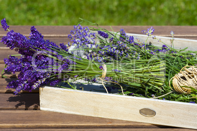 freshly harvested lavender