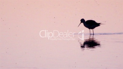 Black-winged Stilt, Ria Formosa. Algarve. Portugal