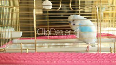 Blue and White Budgie in his cage