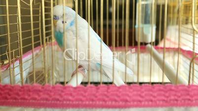 blue and white budgie in his cage