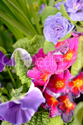 Colorful flowers