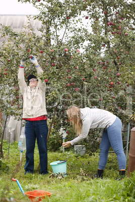 father and daughter collecting apples in the orchard