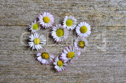 gänseblümchen holzhintergrund