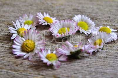 gänseblümchen holzhintergrund