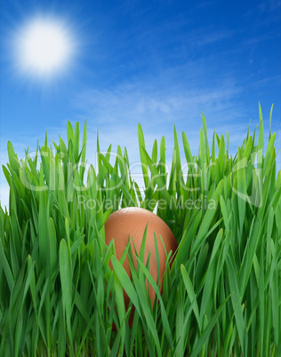 egg in the grass