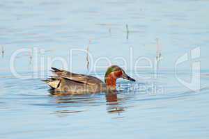 eurasian (or common) teal duck in the pond