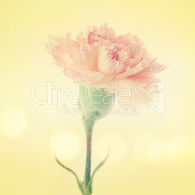 carnation flower