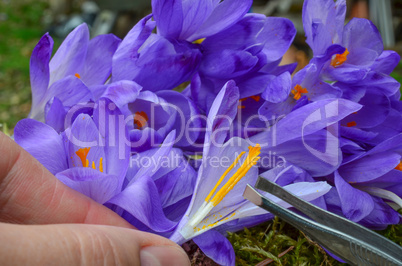 saffron spice picking