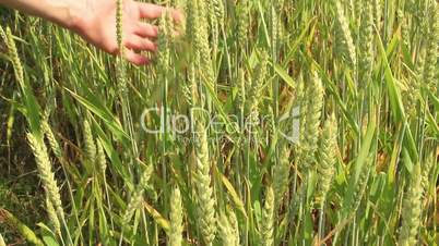 Heranreifendes Getreide