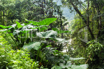 giant taro plant in jungle