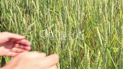 Bauer prüft sein Getreide