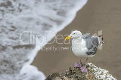 sea gull on cliff