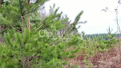 young spruce forest