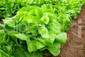 salatpflanzen vor der ernte
