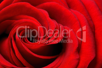 ausschnitt einer schönen rote rose