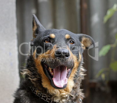 Portrait of mature dog sitting on the backyard