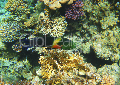 Tropical exotic fish in the Red sea. Cheilinus lunulatus