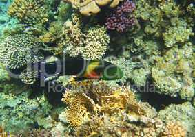 Tropical exotic fish in the Red sea. Cheilinus lunulatus