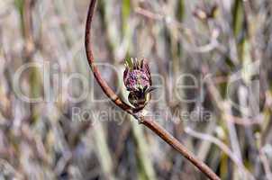 Alder with dissolve buds