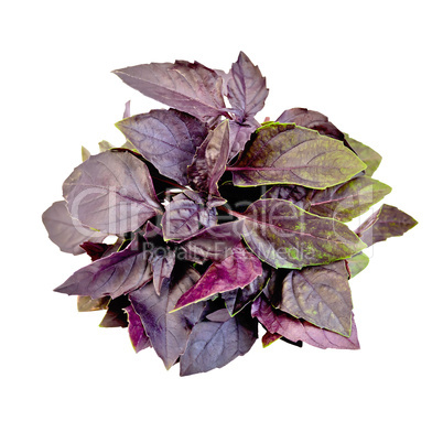 Basil purple bundle