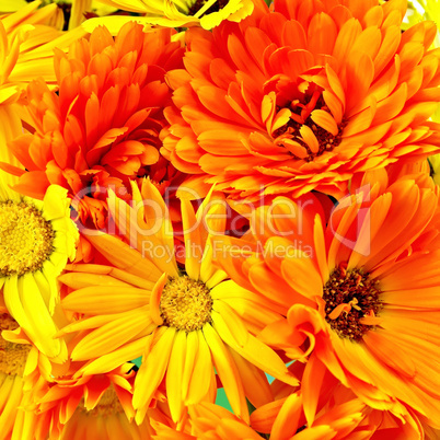 Calendula flowers bouquet